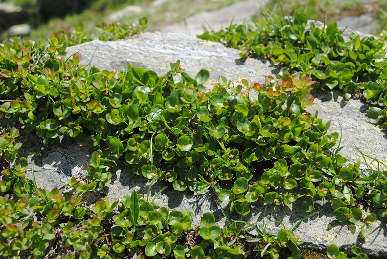 Alpi Francesi 21 - Quale Salix?