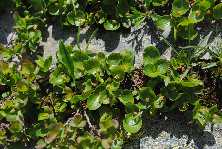 Alpi Francesi 21 - Quale Salix?