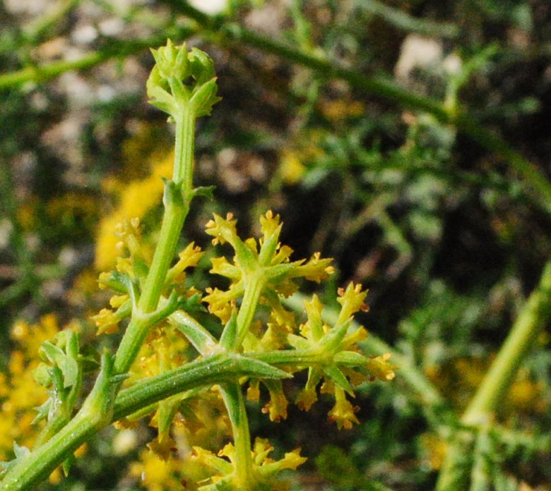 Echinophora tenuifolia / Finocchio-litorale minore