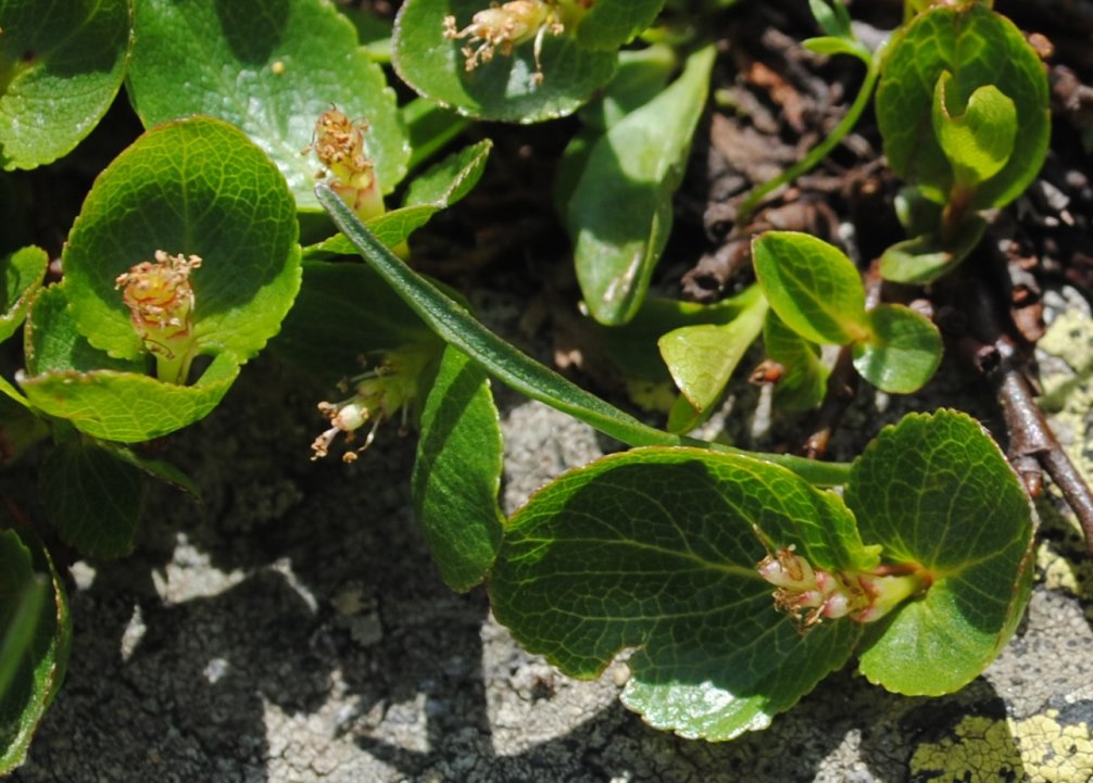 Alpi Francesi 21 - Quale Salix?