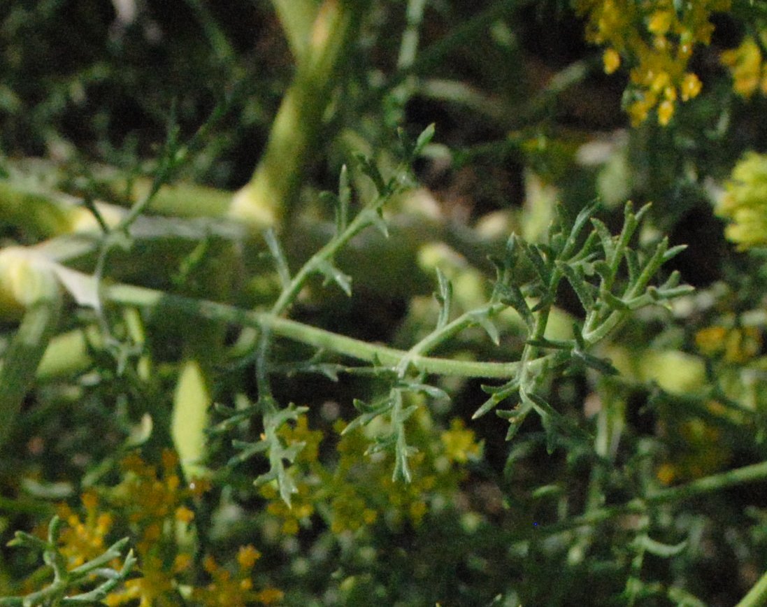 Echinophora tenuifolia / Finocchio-litorale minore