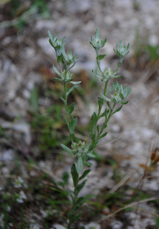 Filago pyramidata