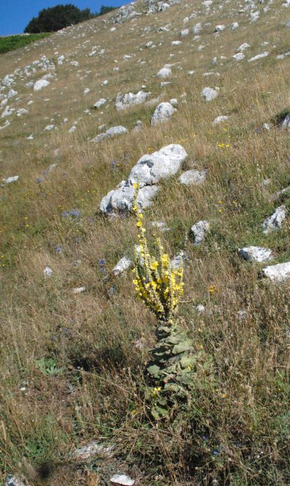 Verbascum?