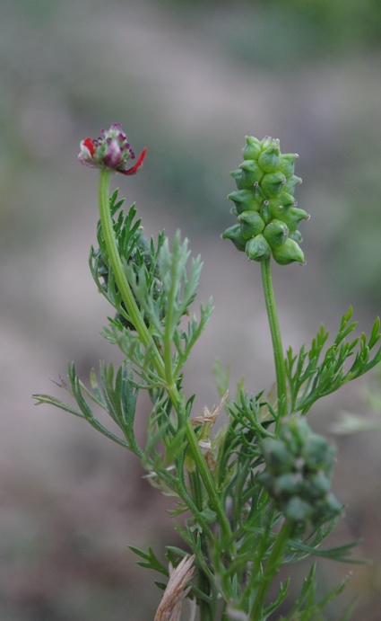 Quale Adonis? Adonis annua s.l.  (Ranunculaceae)