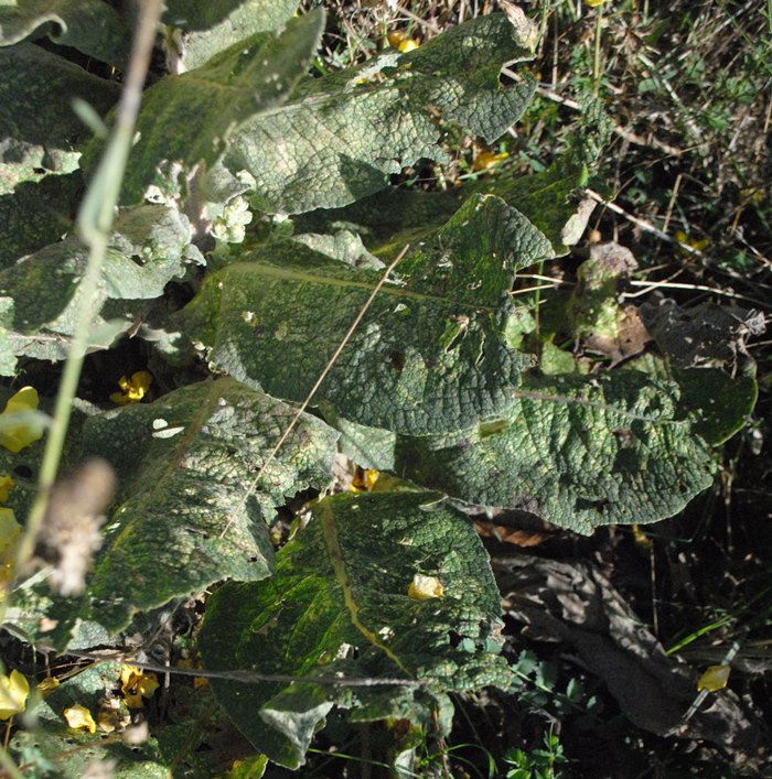 Verbascum?