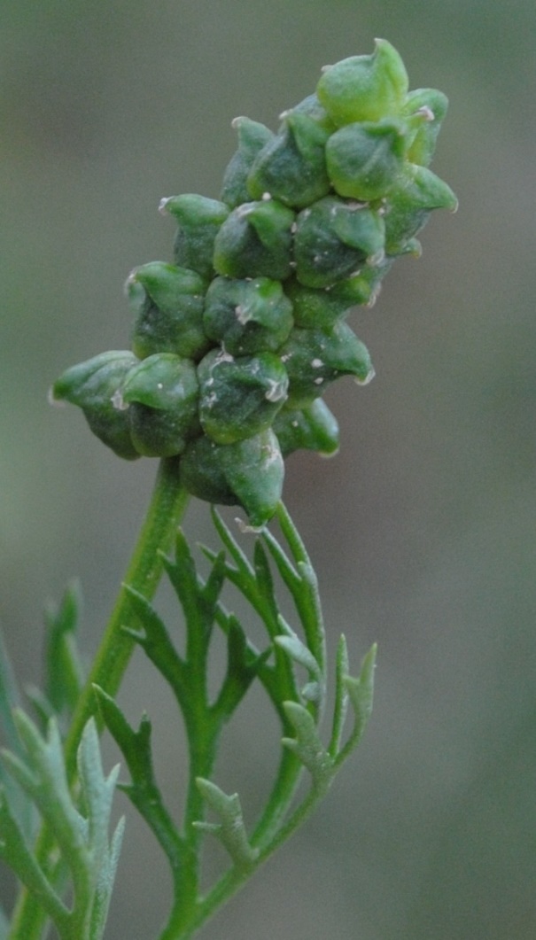 Quale Adonis? Adonis annua s.l.  (Ranunculaceae)