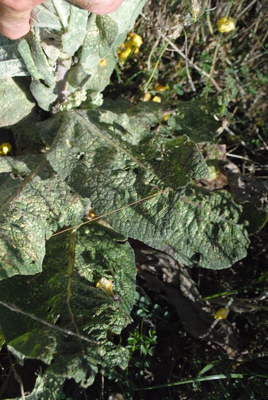 Verbascum?