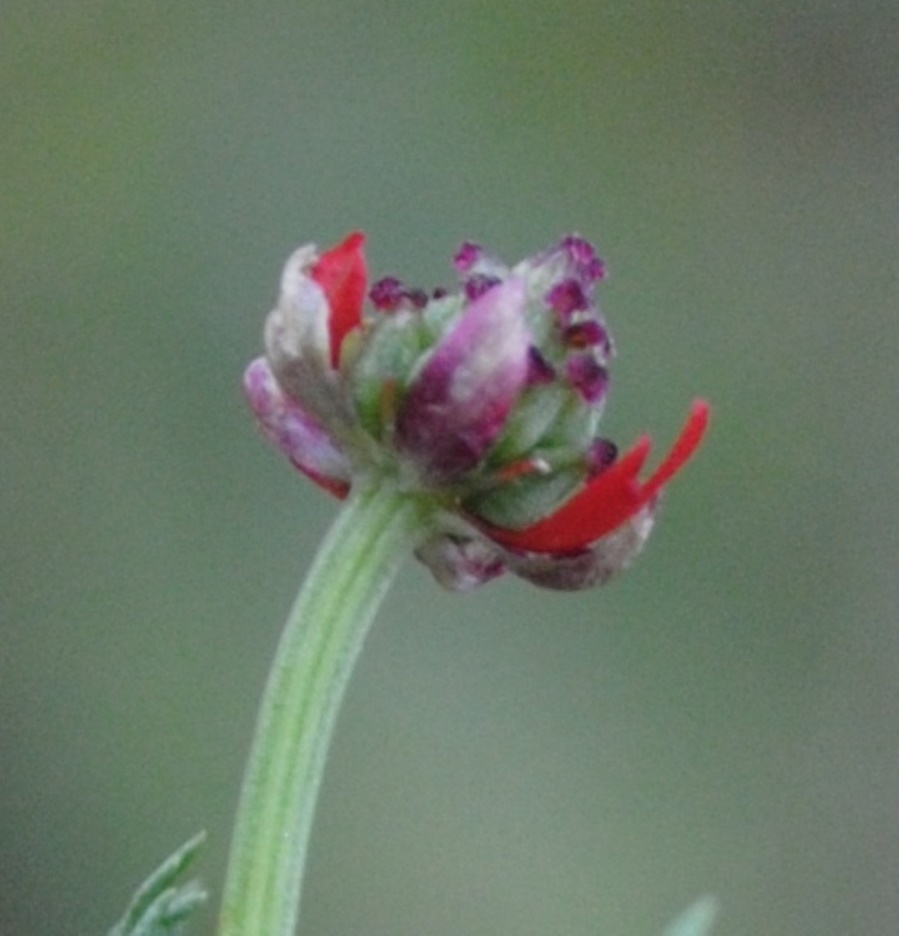 Quale Adonis? Adonis annua s.l.  (Ranunculaceae)