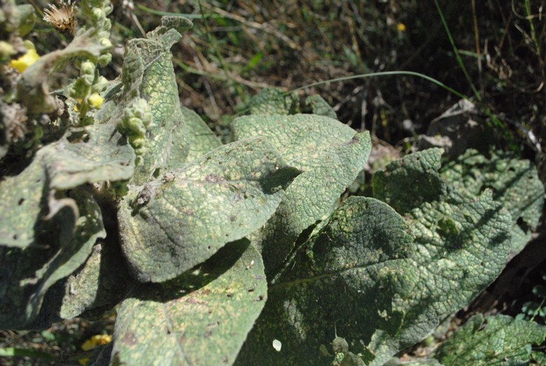 Verbascum?