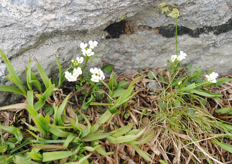 Crucifera - Cardamine resedifolia