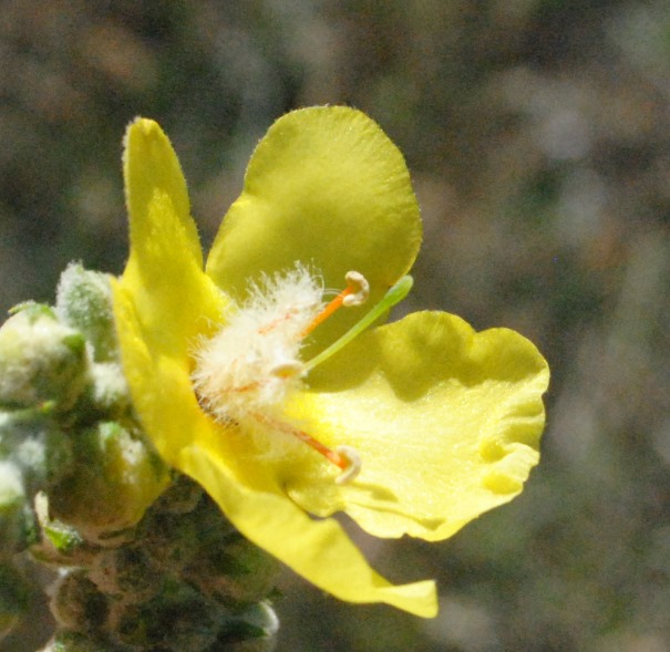 Verbascum?