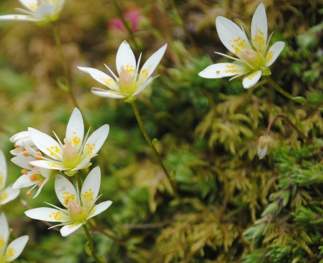 Alpi francesi 18 - Saxifraga bryoides