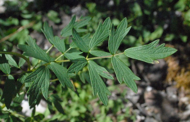 Thalictrum?