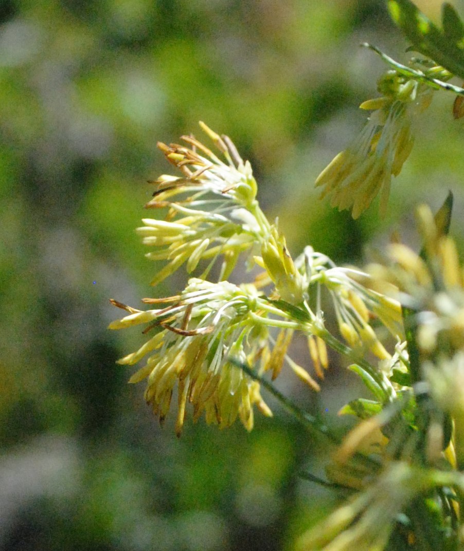 Thalictrum?