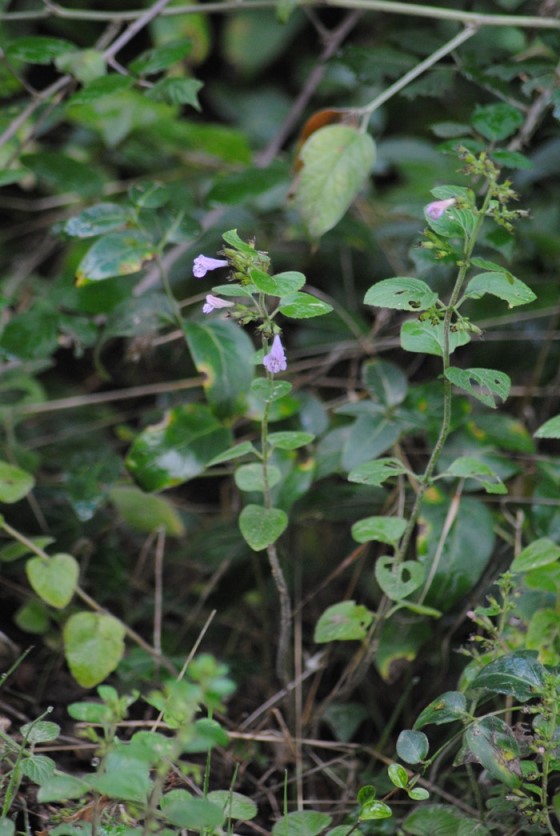 Clinopodium ascendens