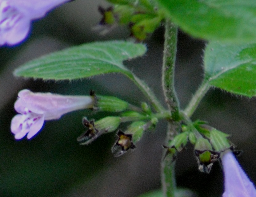 Clinopodium ascendens