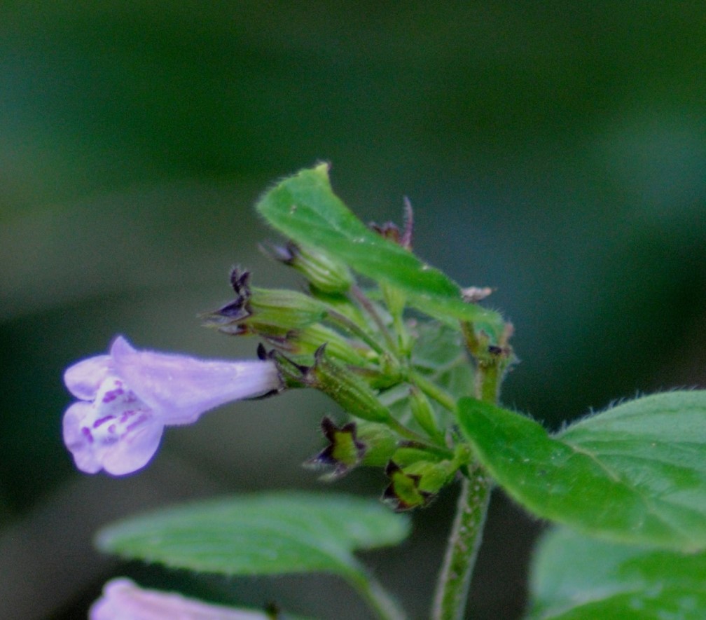 Clinopodium ascendens