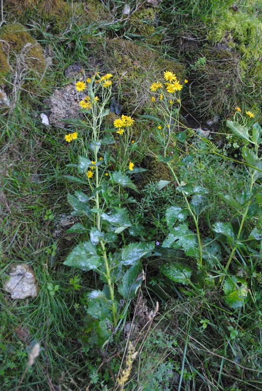 Jacobaea alpina subsp. samnitum / Senecione del Sannio