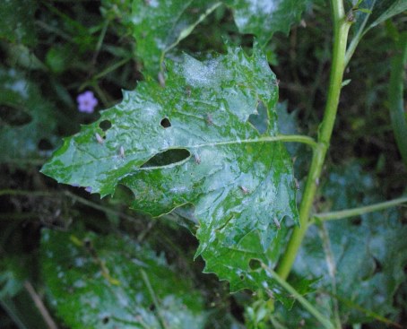 Jacobaea alpina subsp. samnitum / Senecione del Sannio