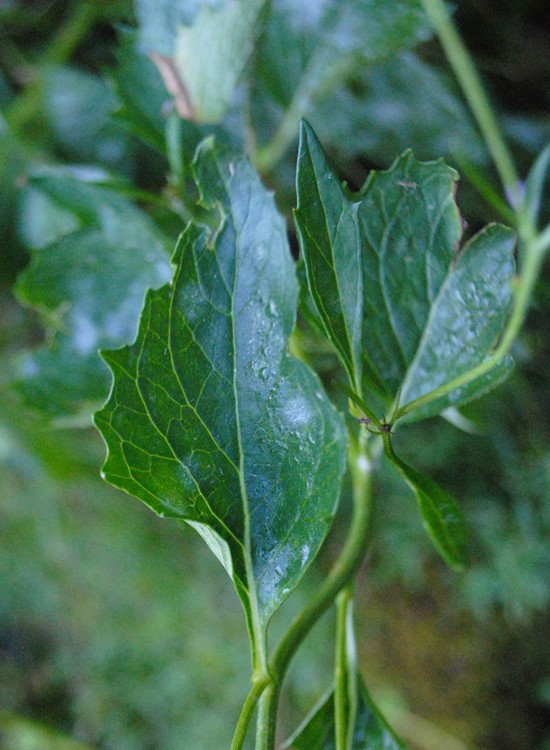 Jacobaea alpina subsp. samnitum / Senecione del Sannio