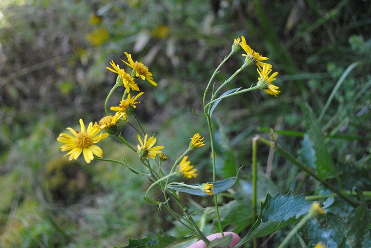 Jacobaea alpina subsp. samnitum / Senecione del Sannio