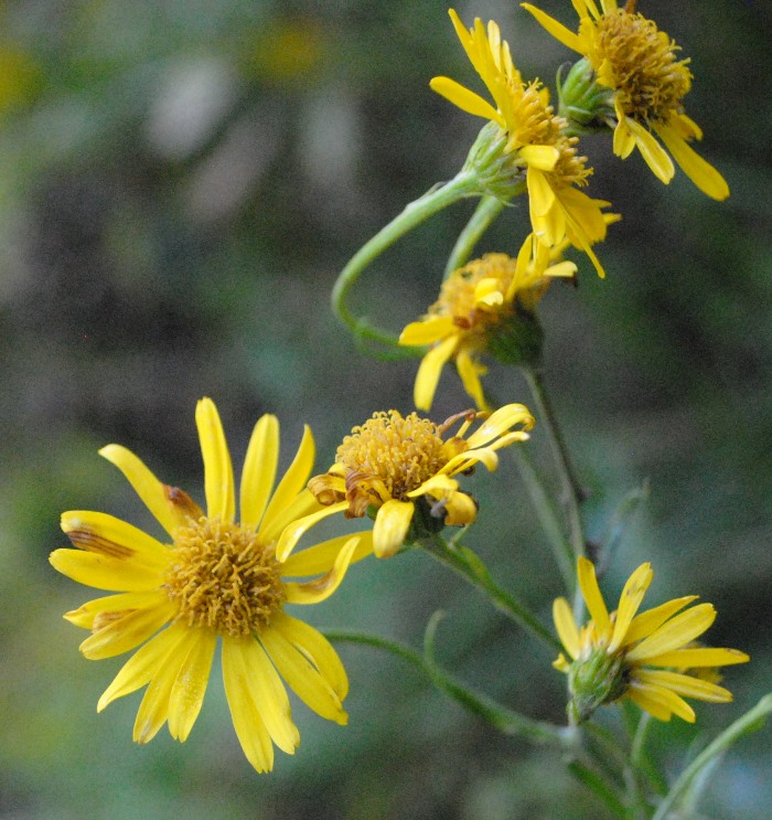 Jacobaea alpina subsp. samnitum / Senecione del Sannio