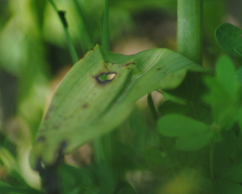 Ophrys apifera