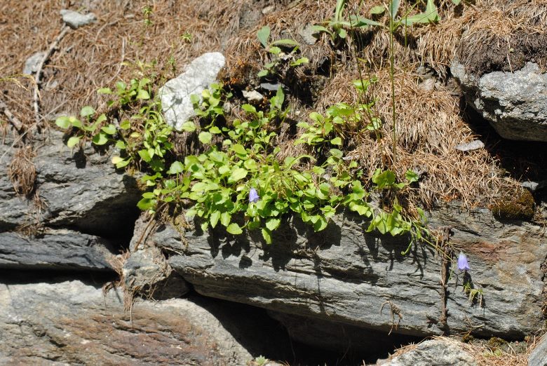 Campanula cochleariifolia