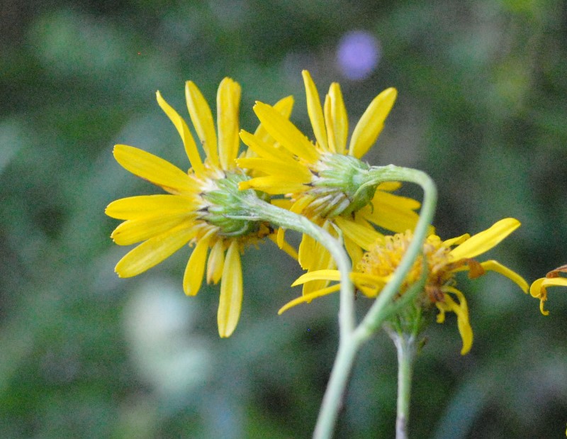 Jacobaea alpina subsp. samnitum / Senecione del Sannio