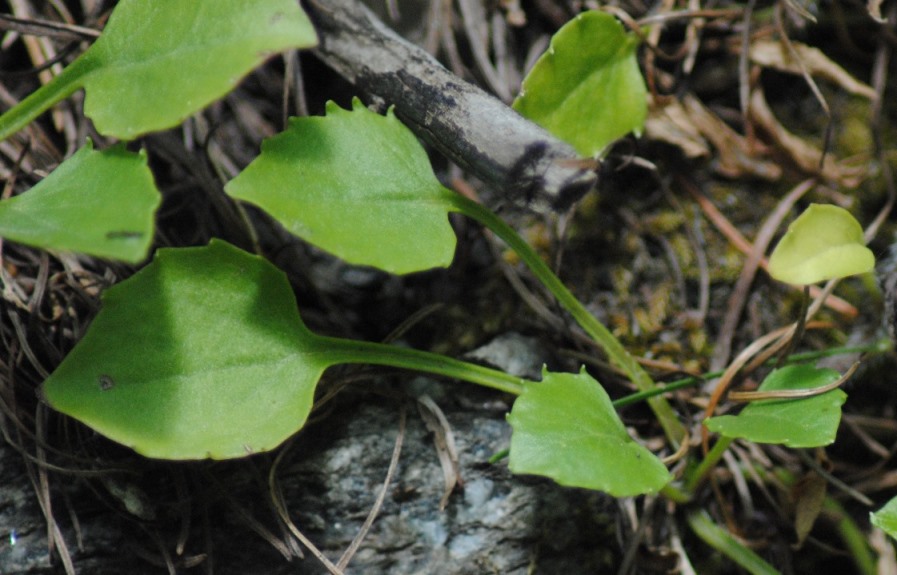 Campanula cochleariifolia