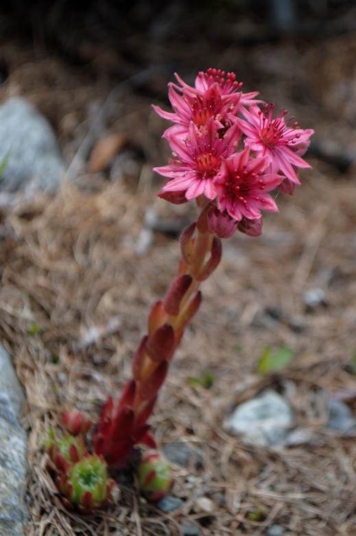 Sempervivum arachnoideum