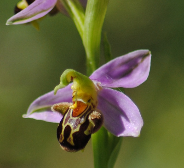 Ophrys apifera