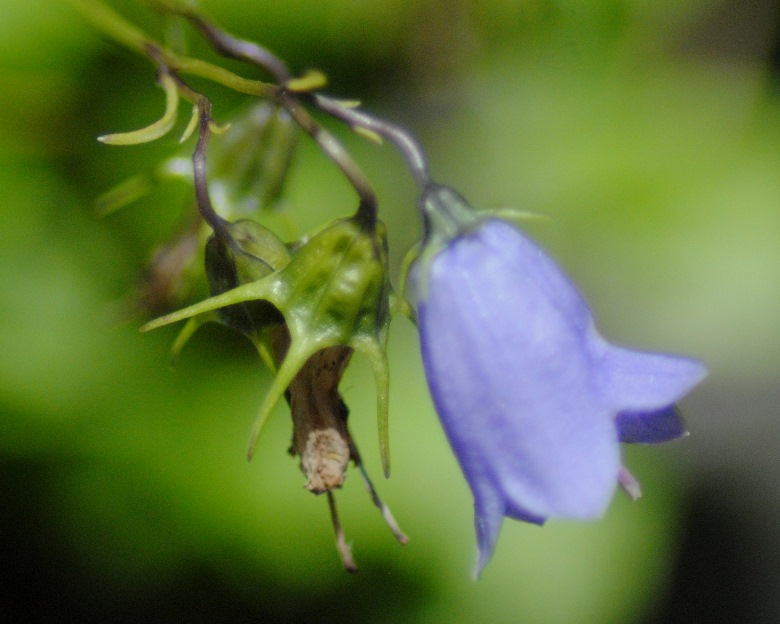 Campanula cochleariifolia