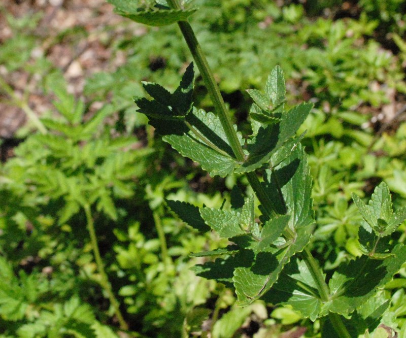 Nepeta nuda?