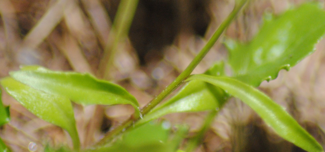 Campanula cochleariifolia