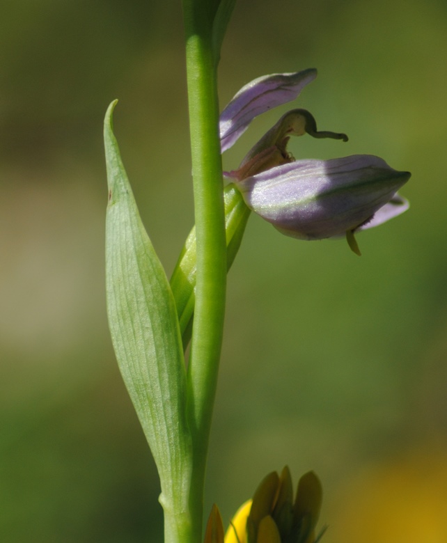 Ophrys apifera