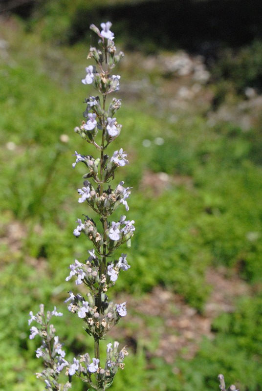 Nepeta nuda?