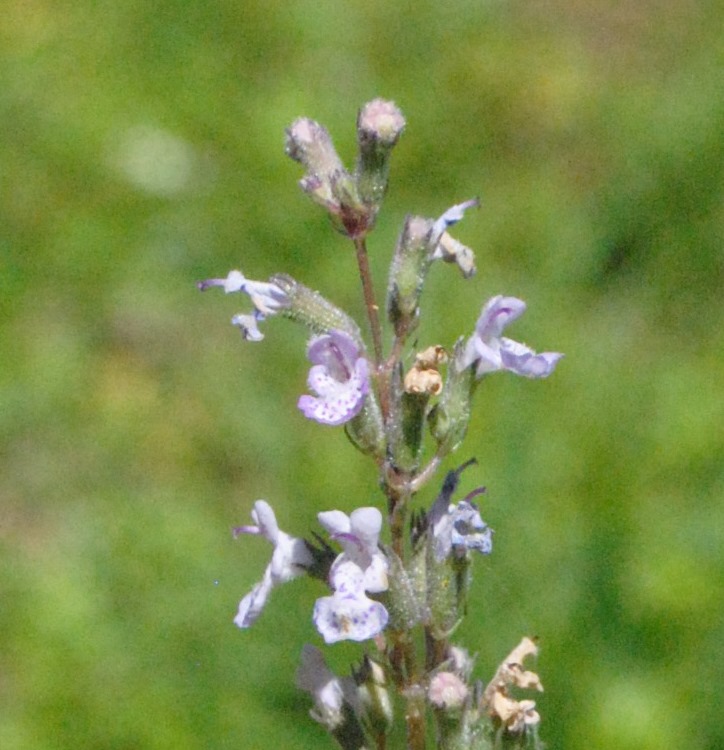 Nepeta nuda?