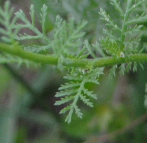 Asteracea - Cota altissima