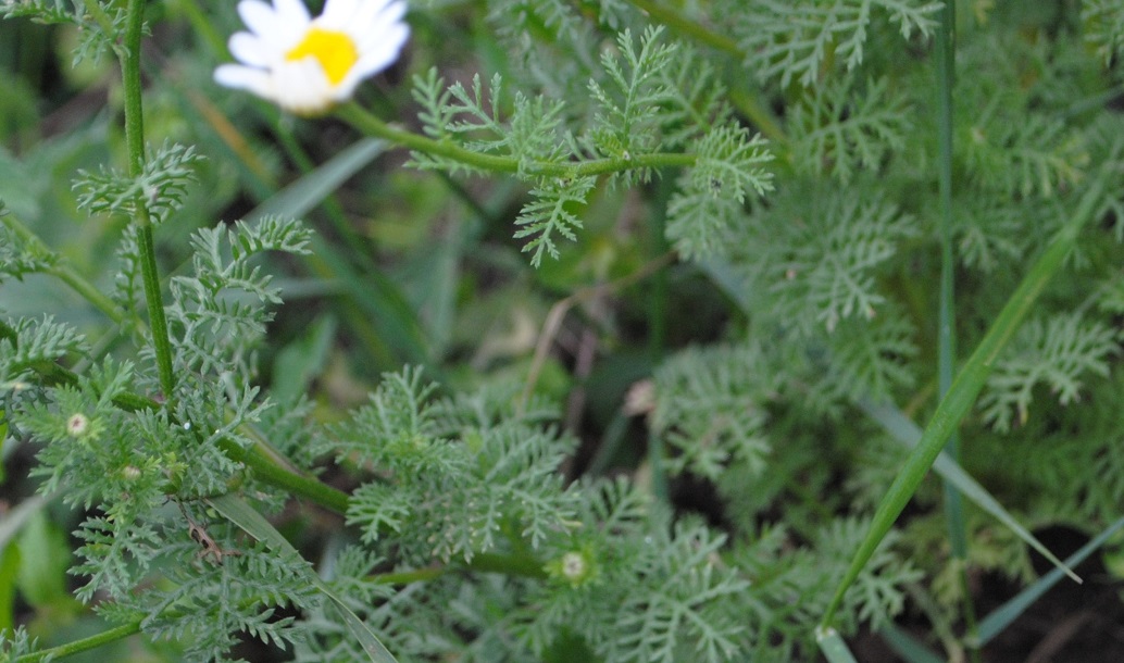 Asteracea - Cota altissima