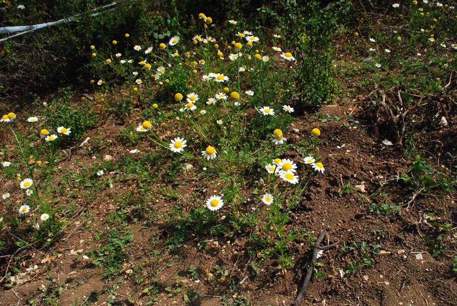 Asteracea - Cota altissima