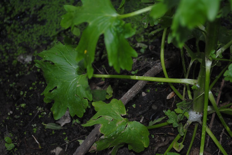 Ranunculus sceleratus / Ranuncolo tossico