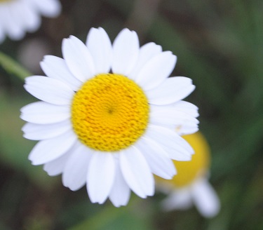 Asteracea - Cota altissima