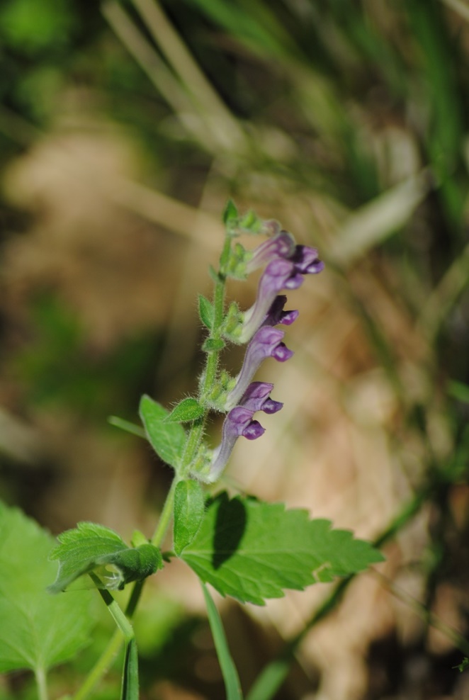 Scutellaria columnae