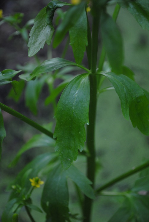 Ranunculus sceleratus / Ranuncolo tossico