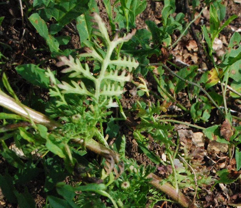 Asteracea - Cota altissima