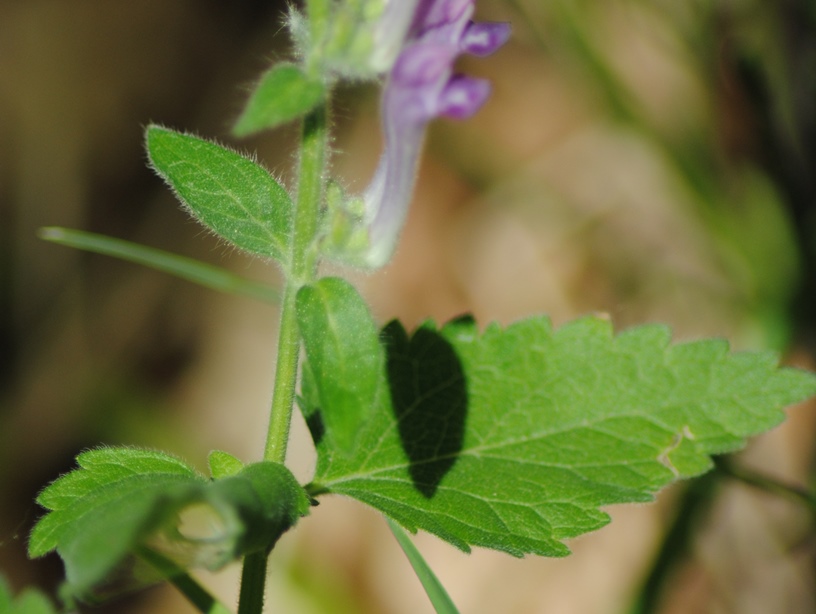 Scutellaria columnae