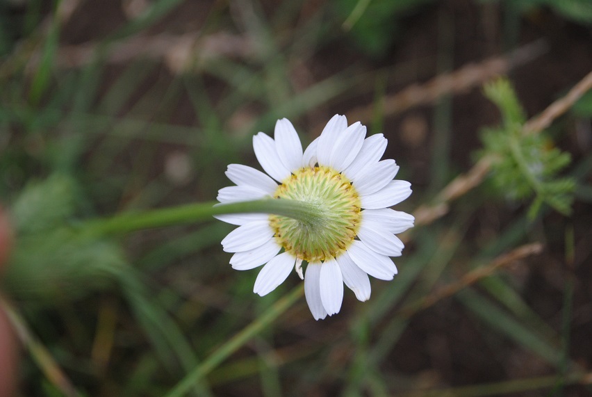 Asteracea - Cota altissima