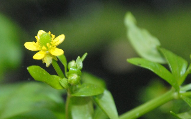 Ranunculus sceleratus / Ranuncolo tossico