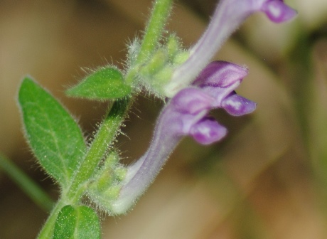 Scutellaria columnae